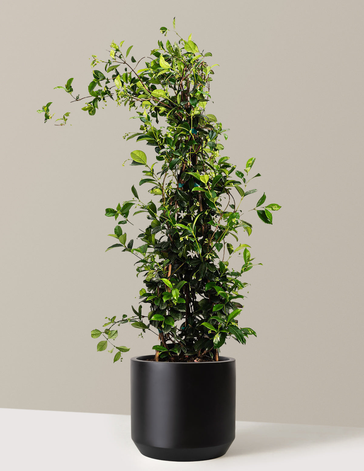 Yıldız Yasemini (Star Jasmine)
