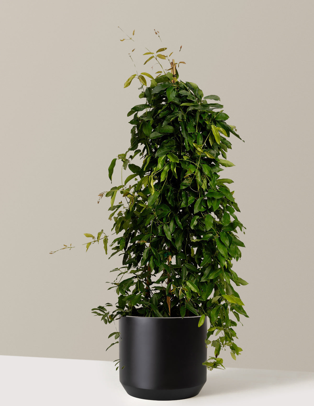 Tangerine Beauty Crossvine (Turuncu Trompet Sarmaşığı)