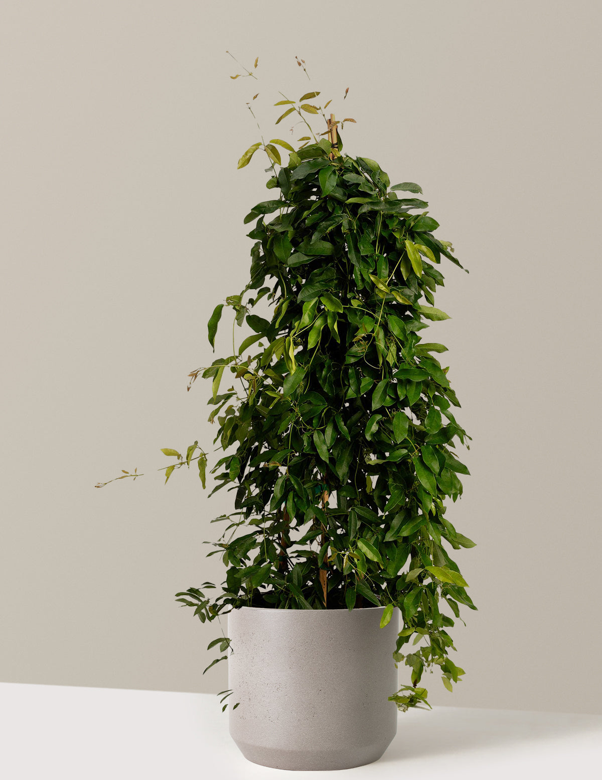 Tangerine Beauty Crossvine (Turuncu Trompet Sarmaşığı)