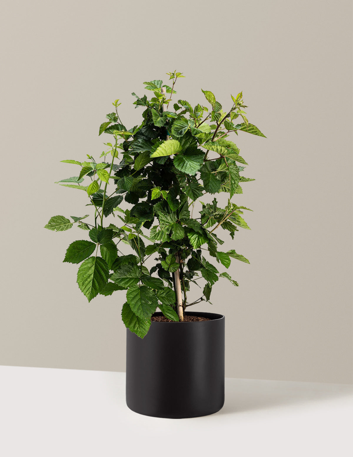 Dİkensiz Böğürtlen Fidanı