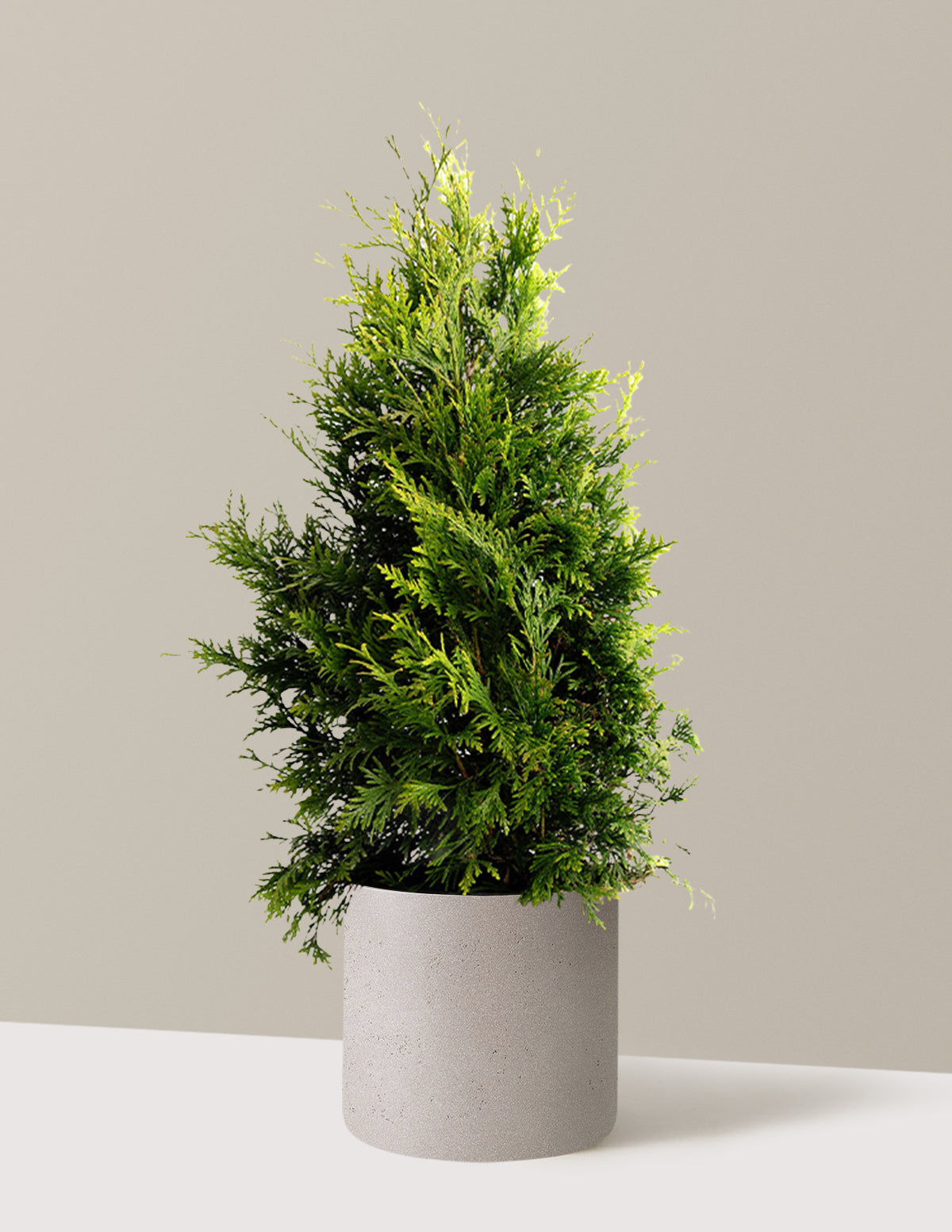 Thuja Green Giant (Dev Mazı)