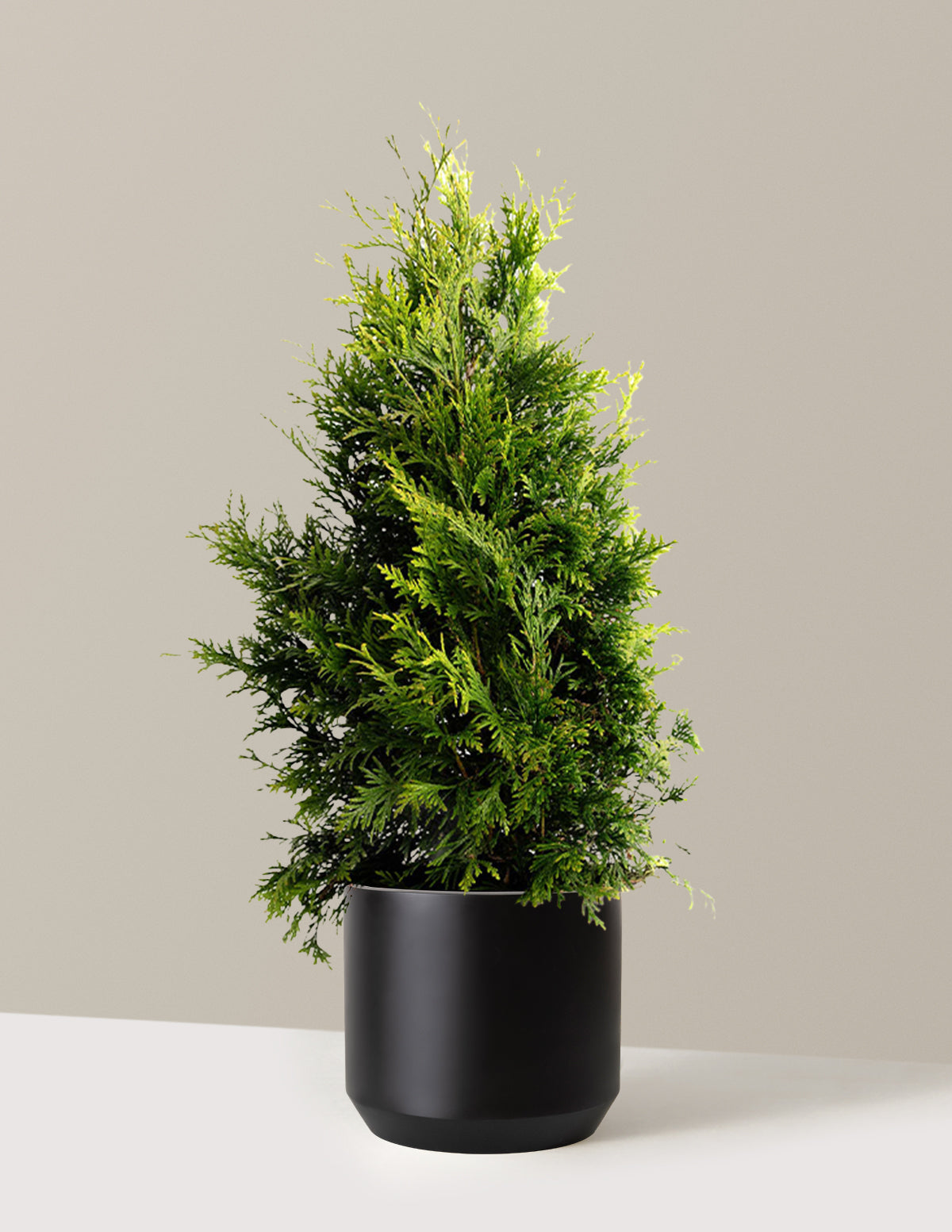 Thuja Green Giant (Dev Mazı)