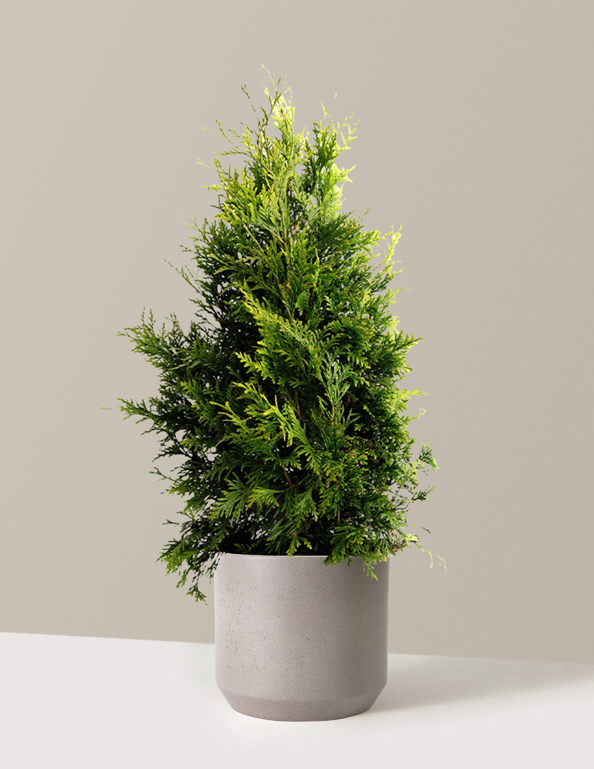 Thuja Green Giant (Dev Mazı)