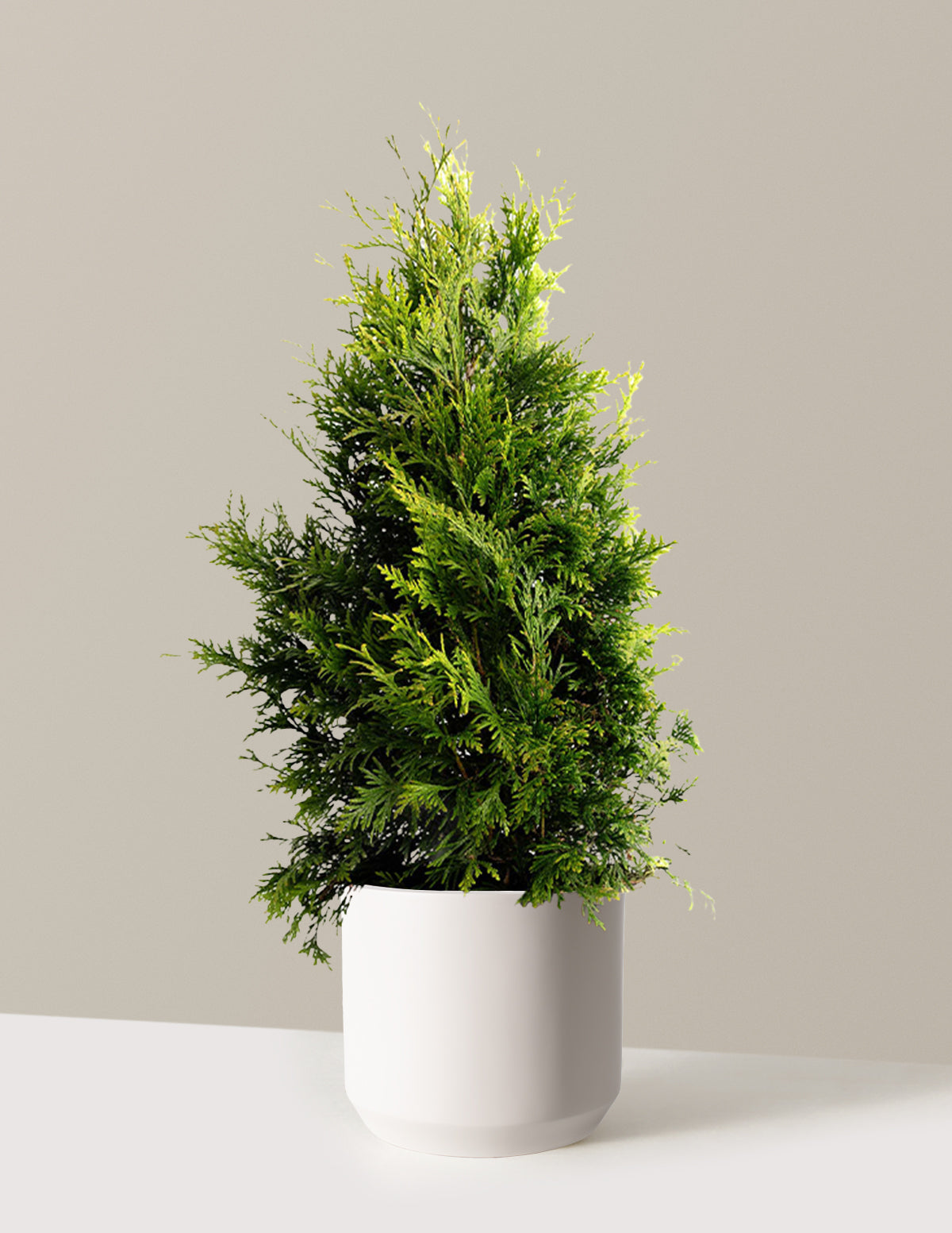 Thuja Green Giant (Dev Mazı)