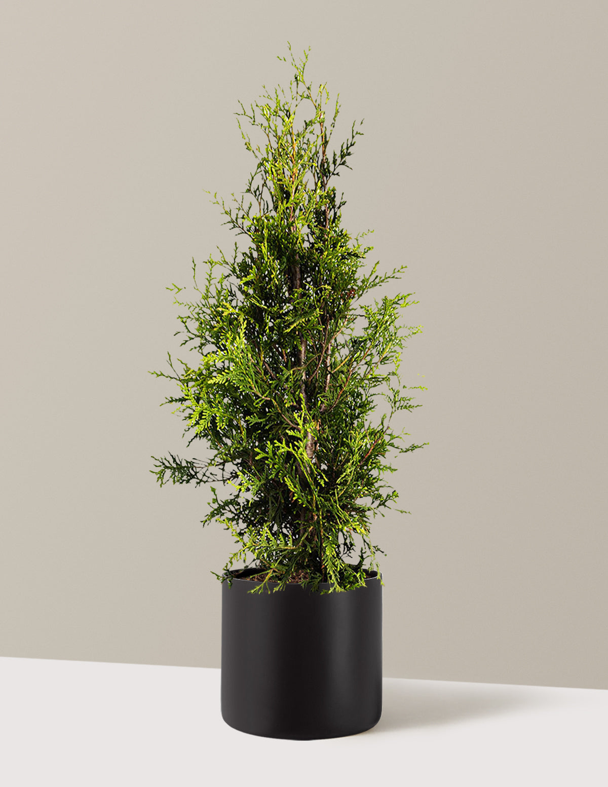 Thuja Green Giant (Dev Mazı)