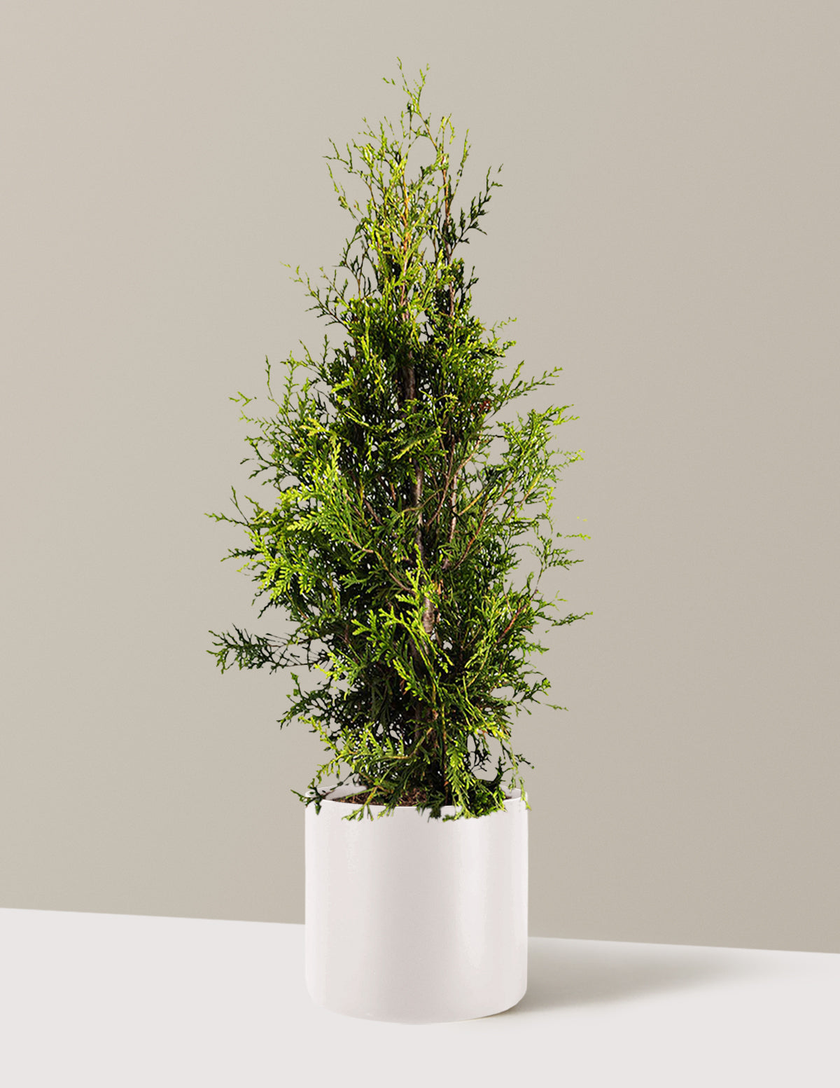 Thuja Green Giant (Dev Mazı)