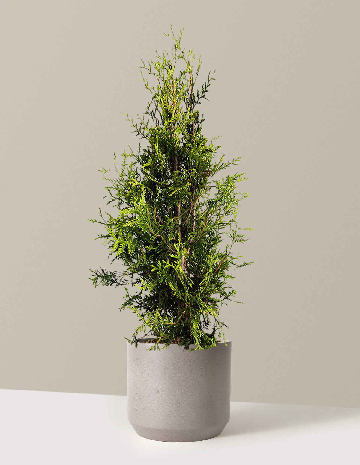 Thuja Green Giant (Dev Mazı)