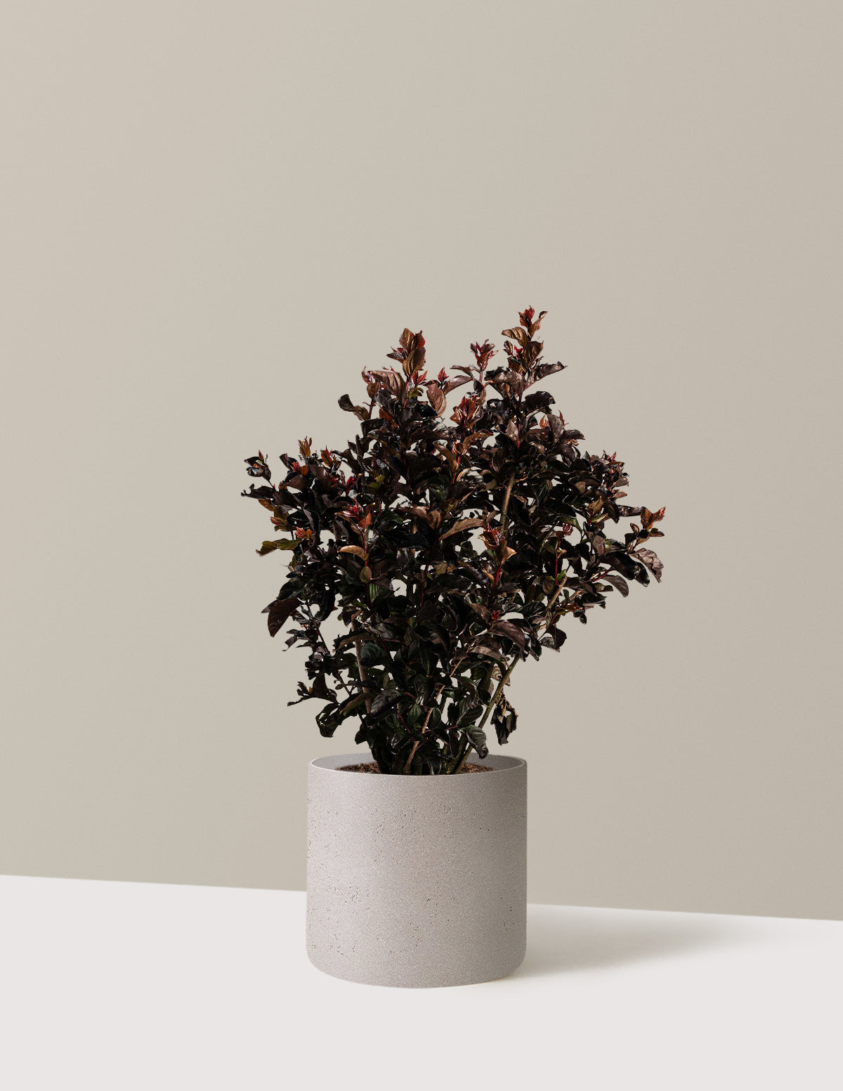 Thunderstruck™ Rumblin' Red™ Oya Ağacı (Crapemyrtle)