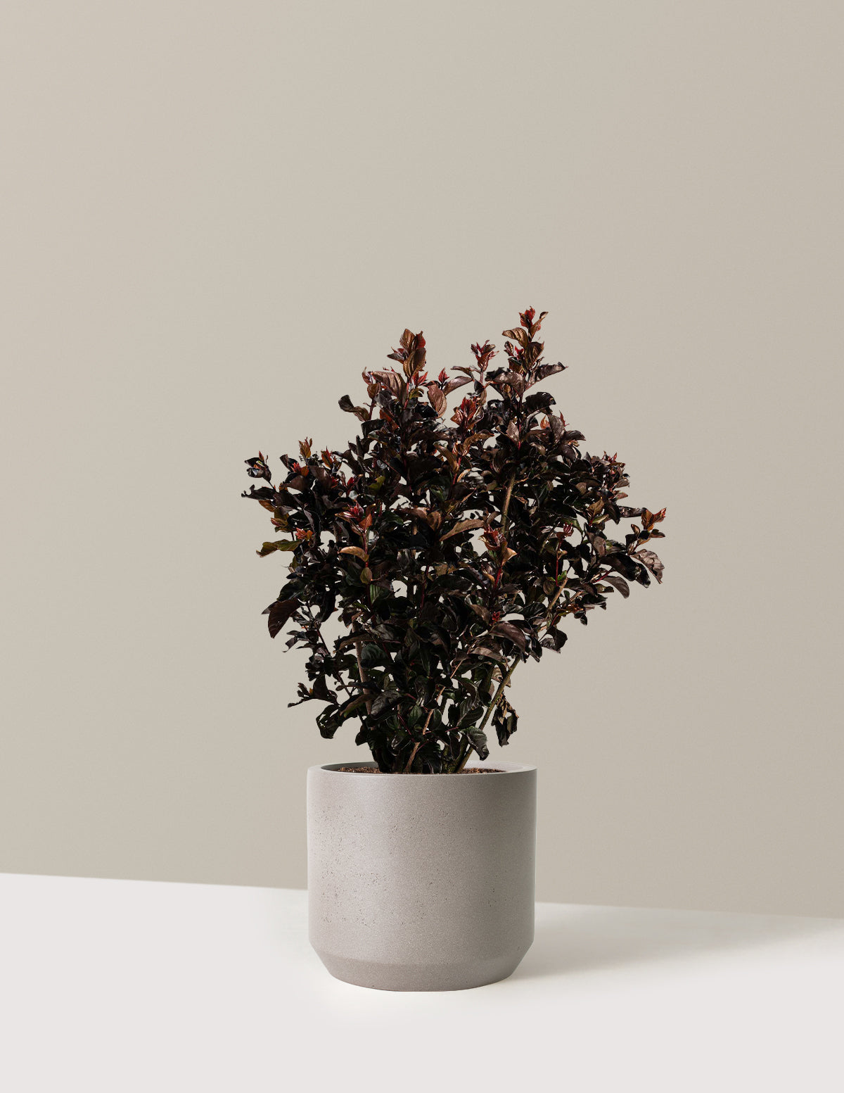 Thunderstruck™ Rumblin' Red™ Oya Ağacı (Crapemyrtle)