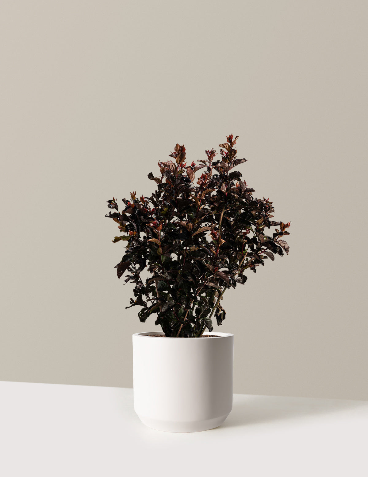 Thunderstruck™ Rumblin' Red™ Oya Ağacı (Crapemyrtle)