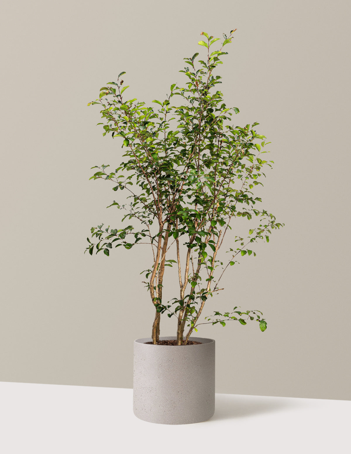 Tuscarora Crapemyrtle (Oya Ağacı)