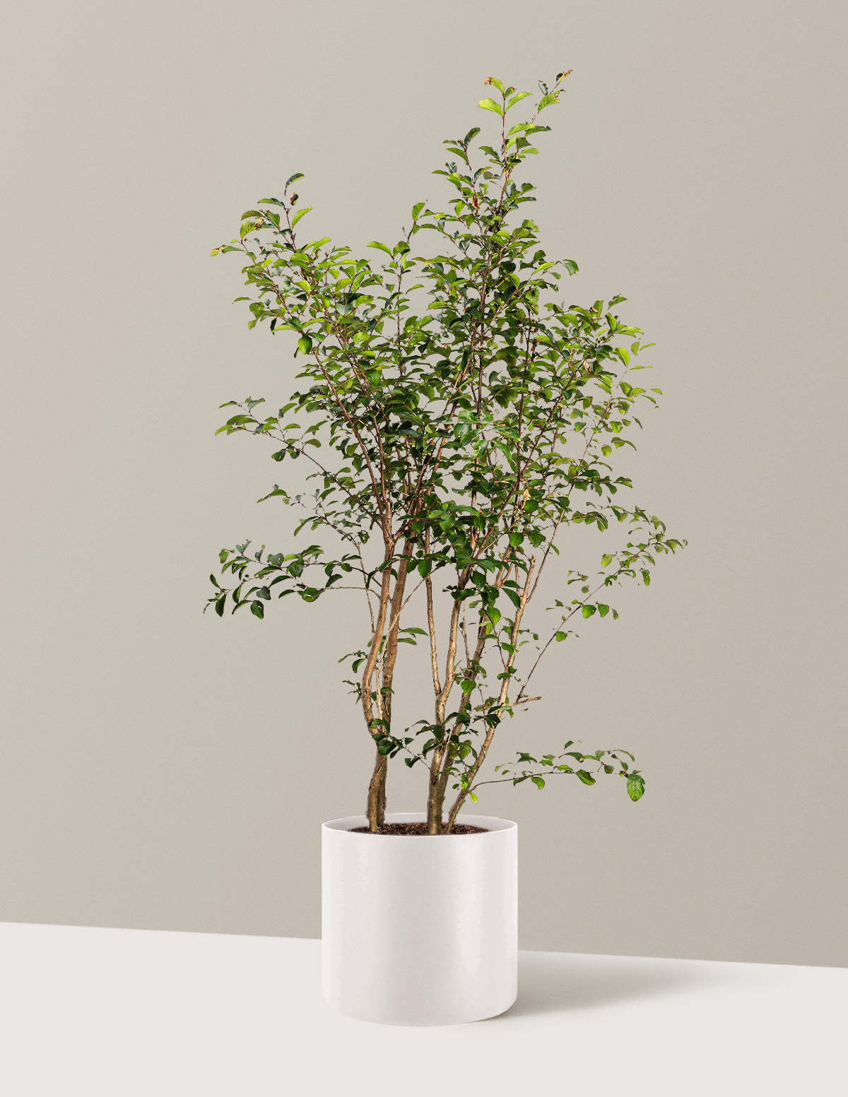 Tuscarora Crapemyrtle (Oya Ağacı)