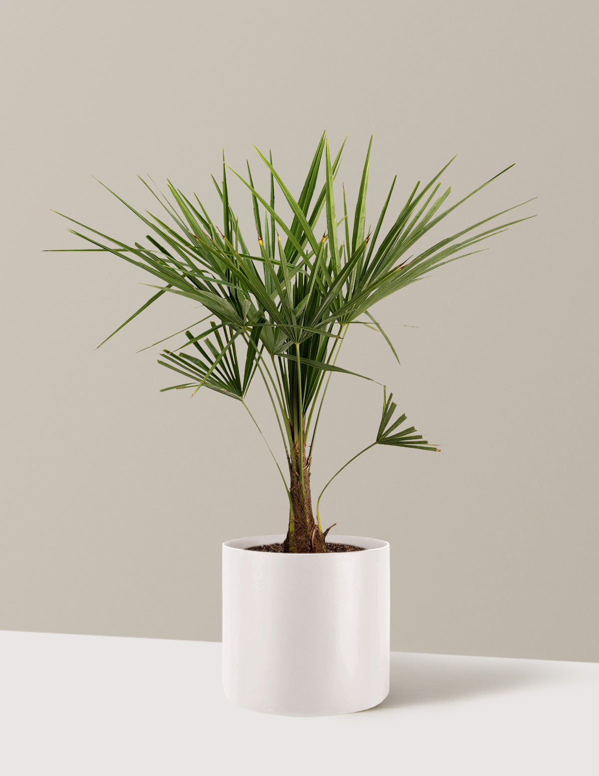 Yel Değirmeni Palmiyesi (Trachycarpus fortunei)