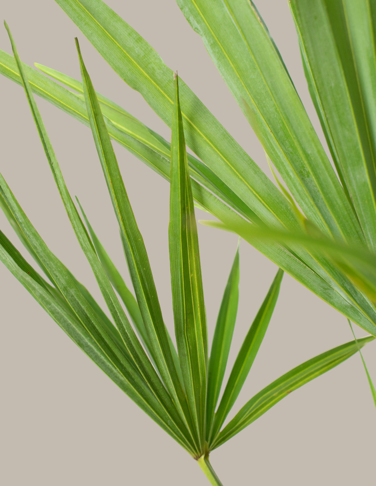 Büyük Yel Değirmeni Palmiyesi (Windmill Palm)