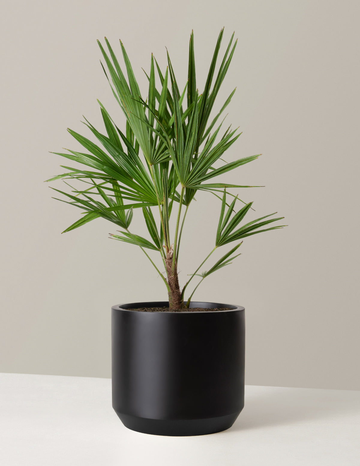 Büyük Yel Değirmeni Palmiyesi (Windmill Palm)