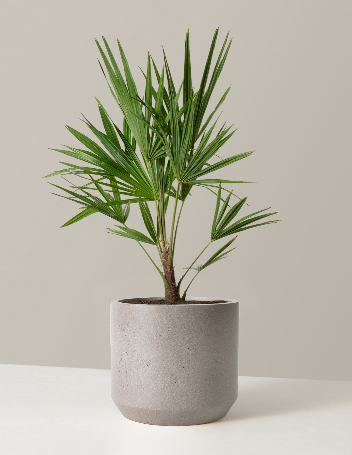 Büyük Yel Değirmeni Palmiyesi (Windmill Palm)