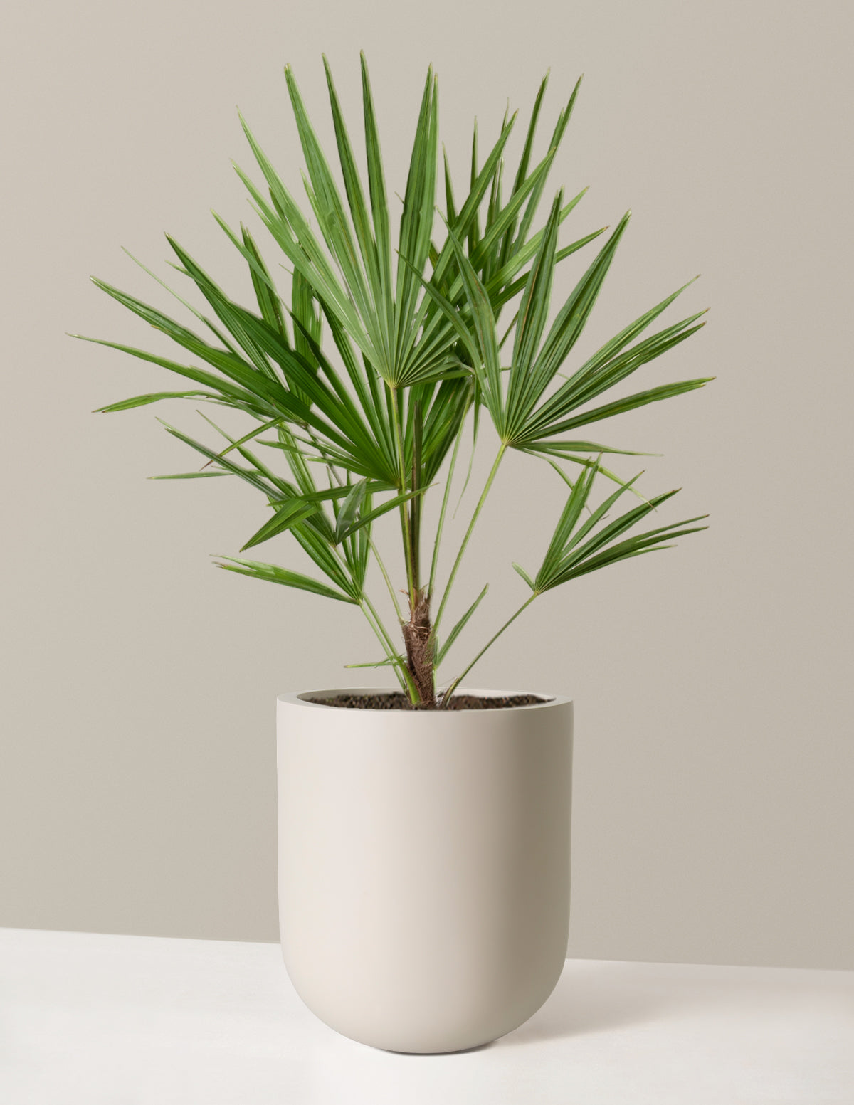 Büyük Yel Değirmeni Palmiyesi (Windmill Palm)