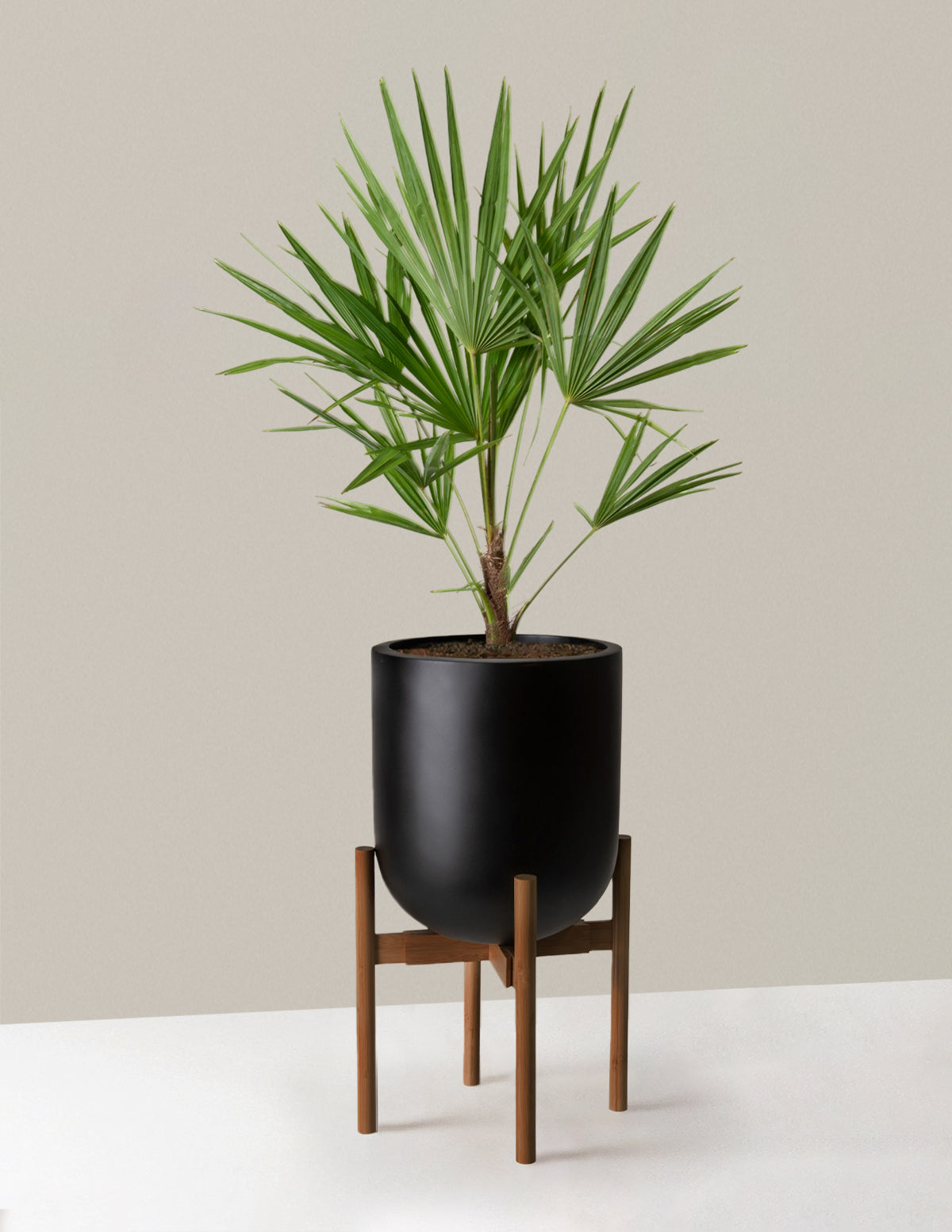 Büyük Yel Değirmeni Palmiyesi (Windmill Palm)