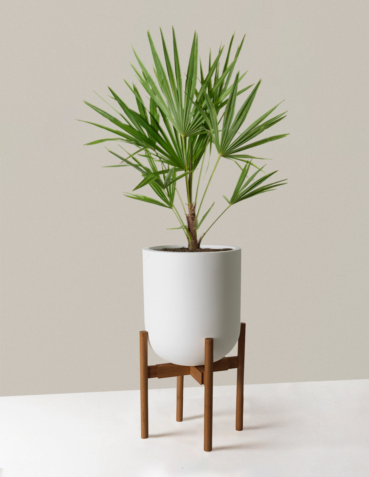 Büyük Yel Değirmeni Palmiyesi (Windmill Palm)