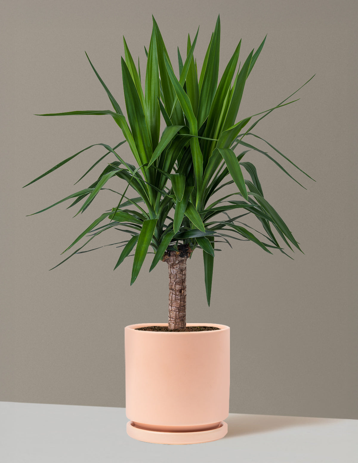 Yucca Bitkisi (Tek Gövdeli)