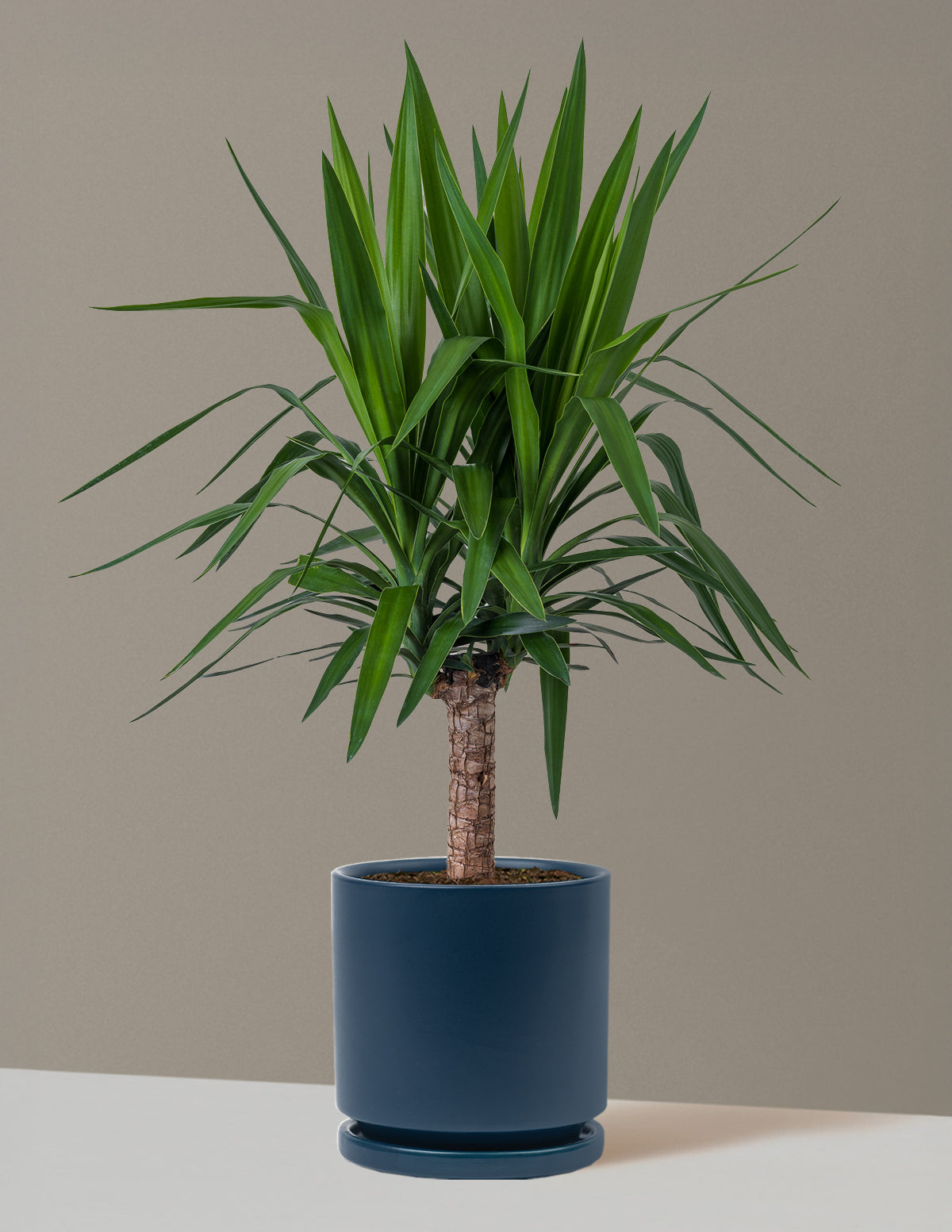 Yucca Bitkisi (Tek Gövdeli)