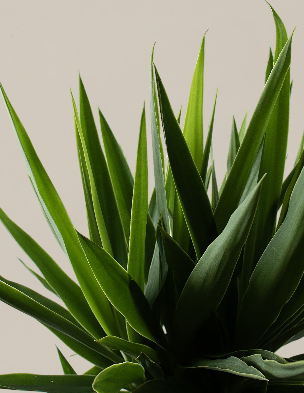 Yucca Bitkisi (Tek Gövdeli)