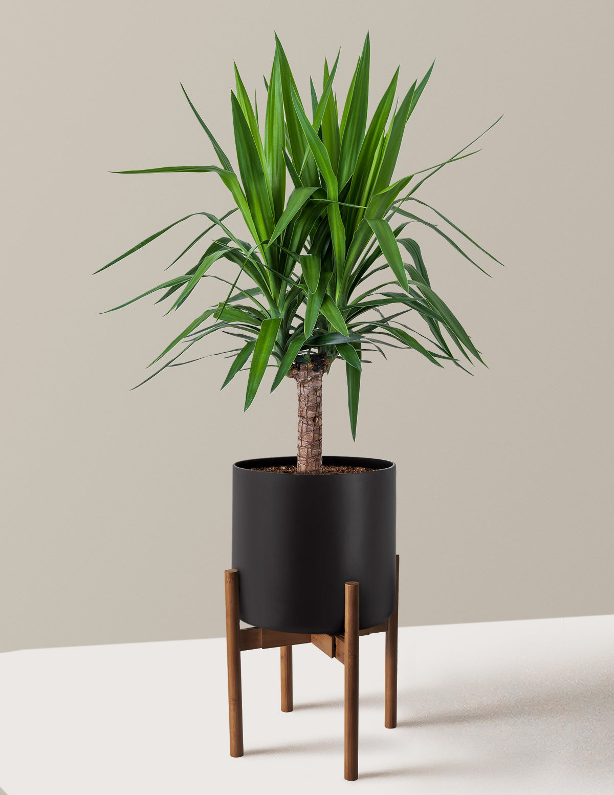 Yucca Bitkisi (Tek Gövdeli)
