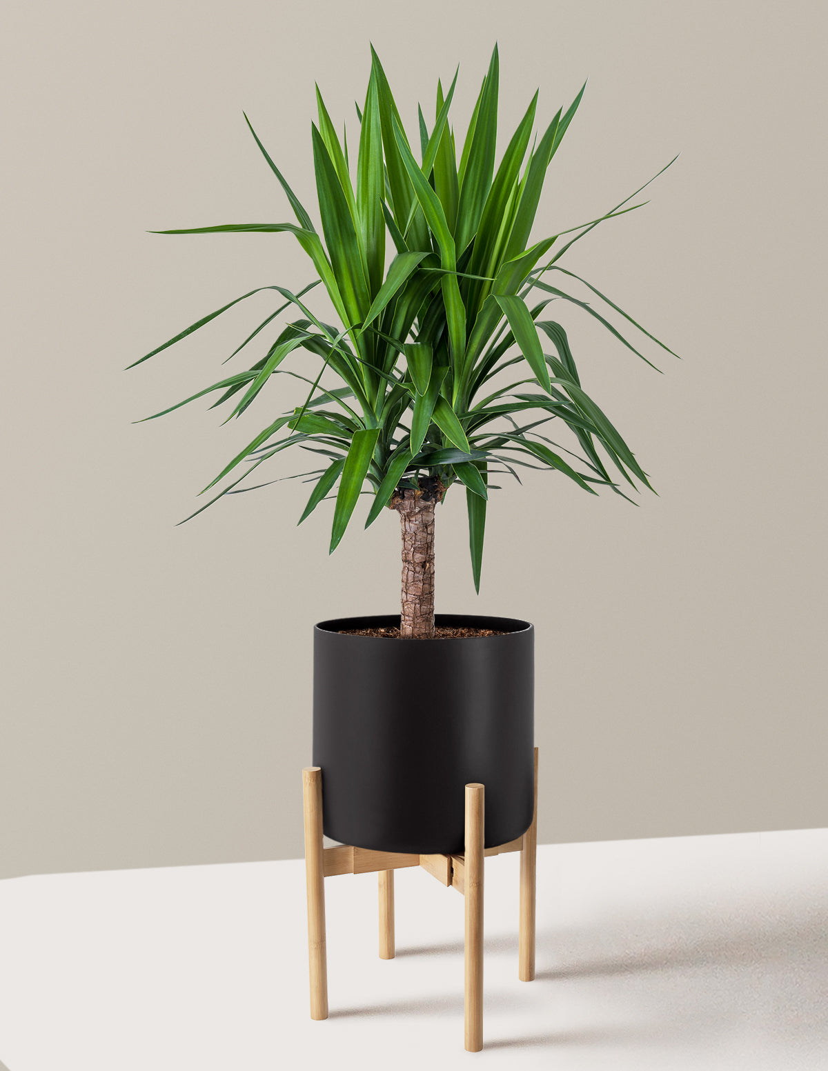 Yucca Bitkisi (Tek Gövdeli)