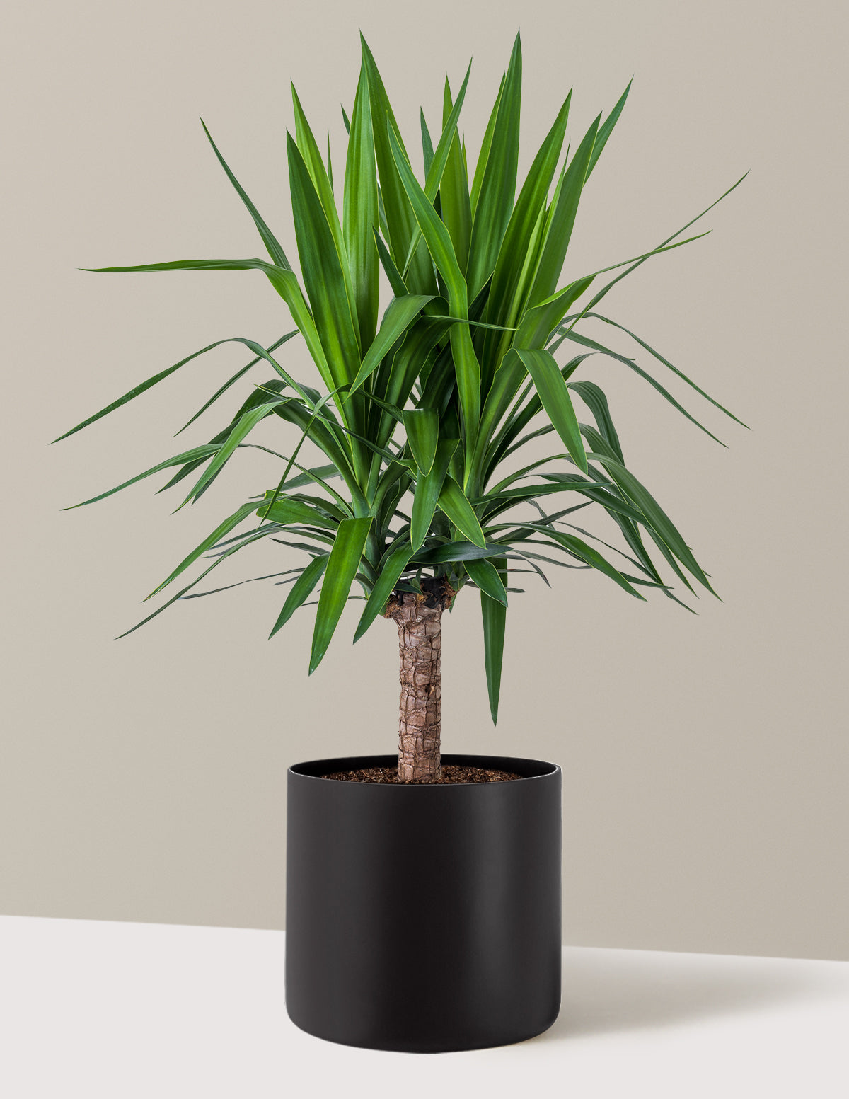 Yucca Bitkisi (Tek Gövdeli)