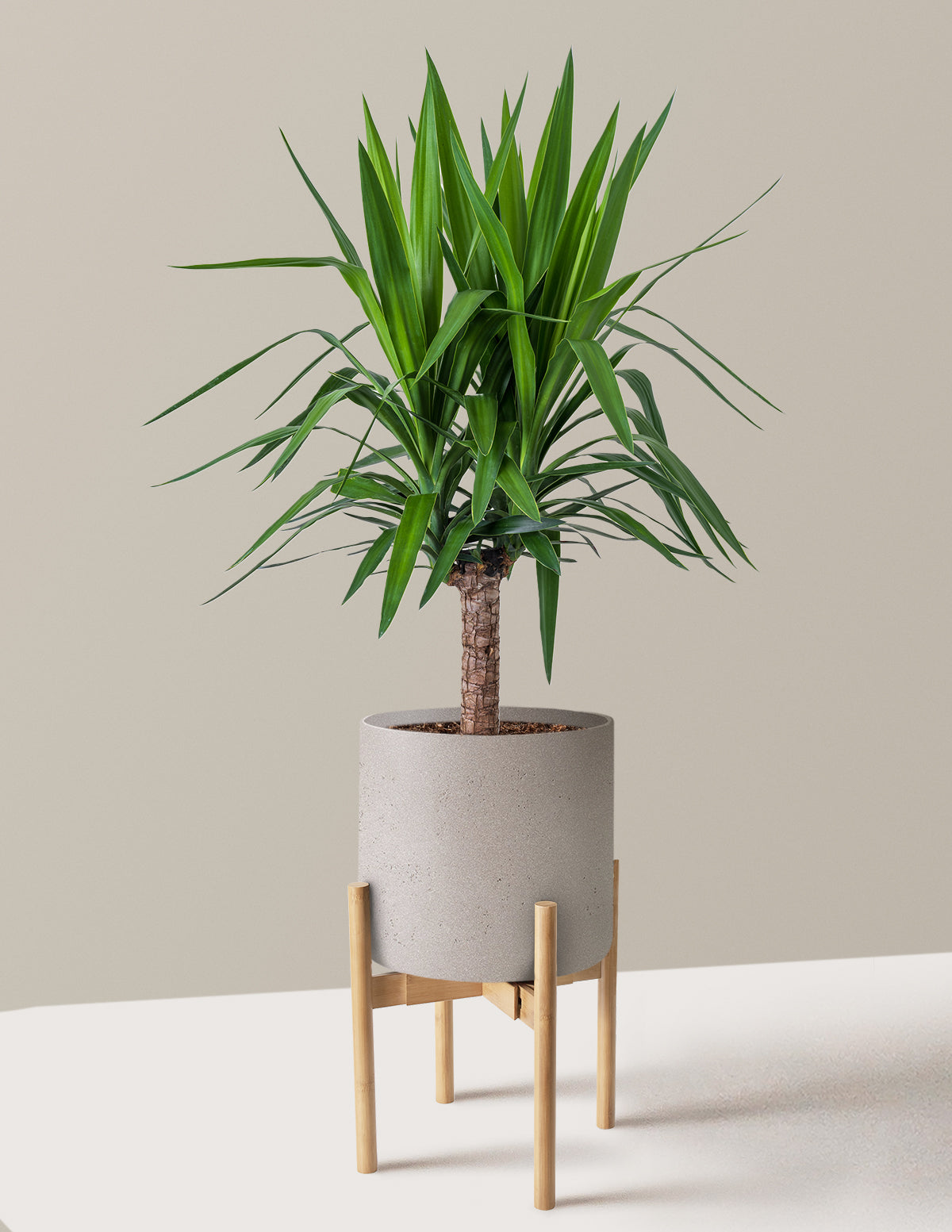 Yucca Bitkisi (Tek Gövdeli)