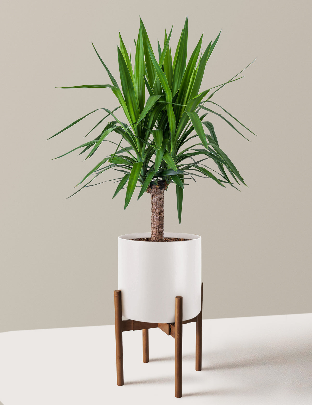 Yucca Bitkisi (Tek Gövdeli)