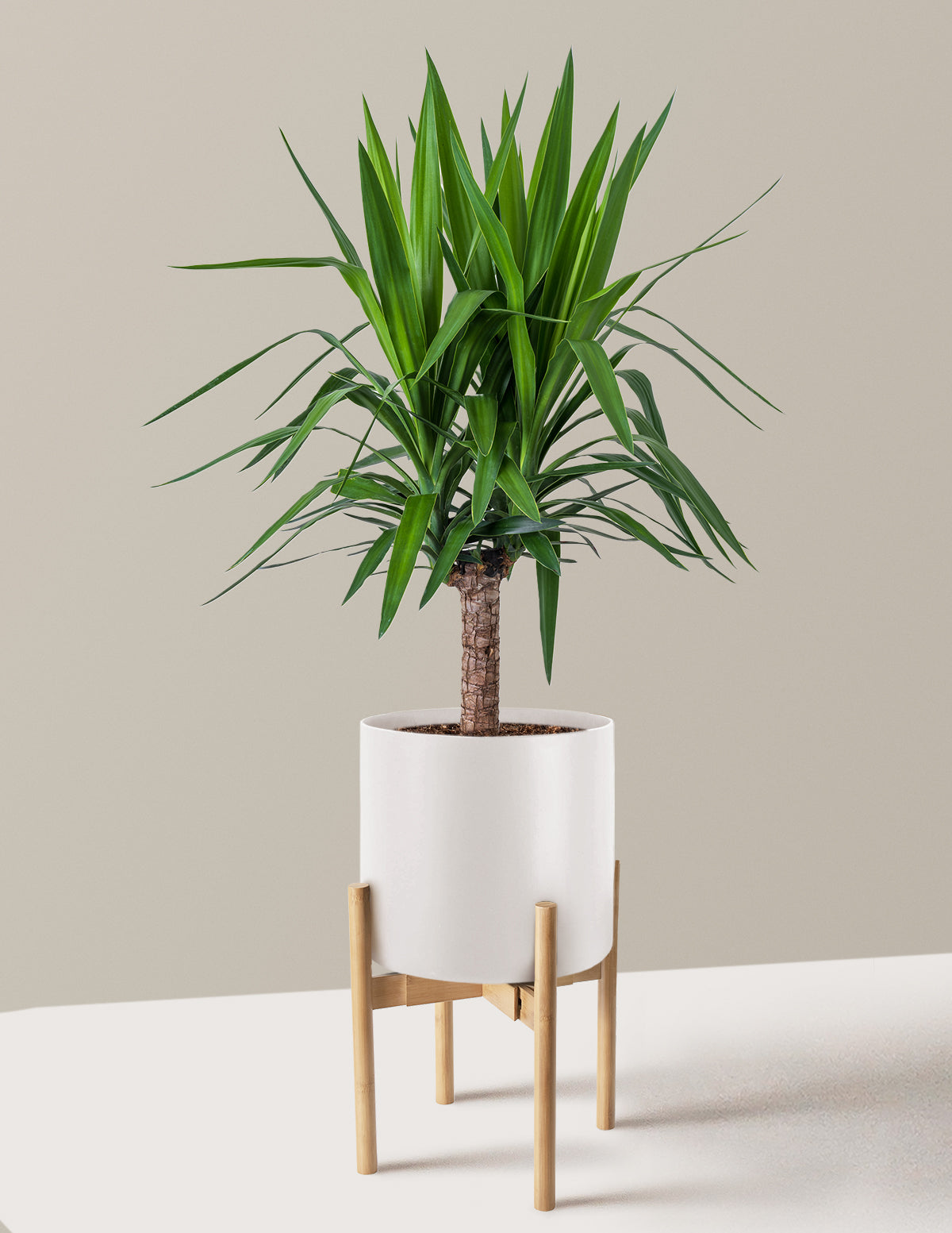 Yucca Bitkisi (Tek Gövdeli)