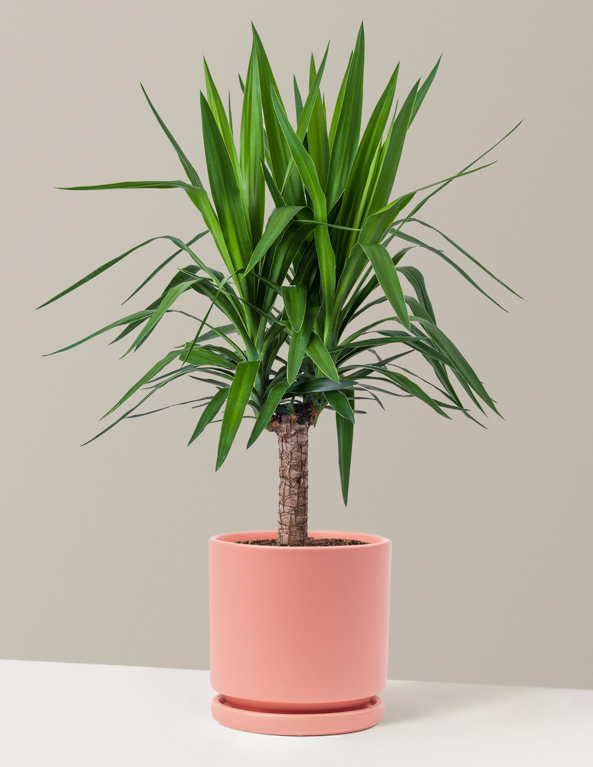 Yucca Bitkisi (Tek Gövdeli)