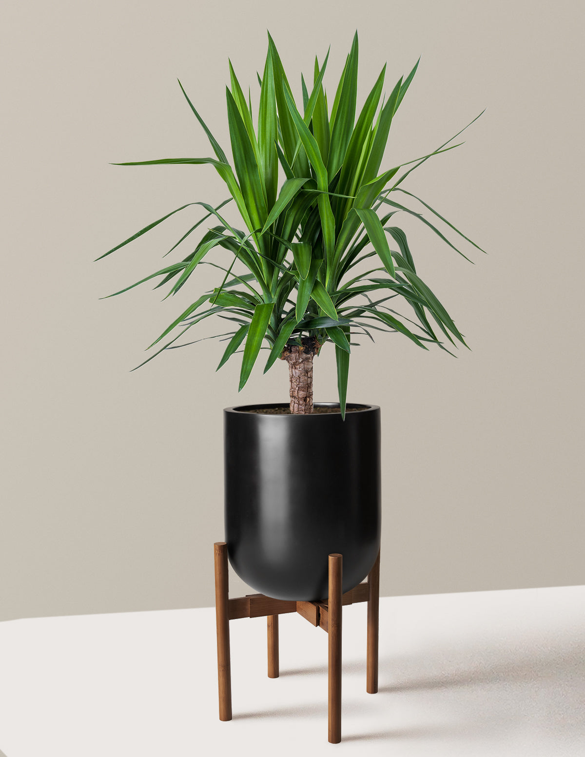 Yucca Bitkisi (Tek Gövdeli)