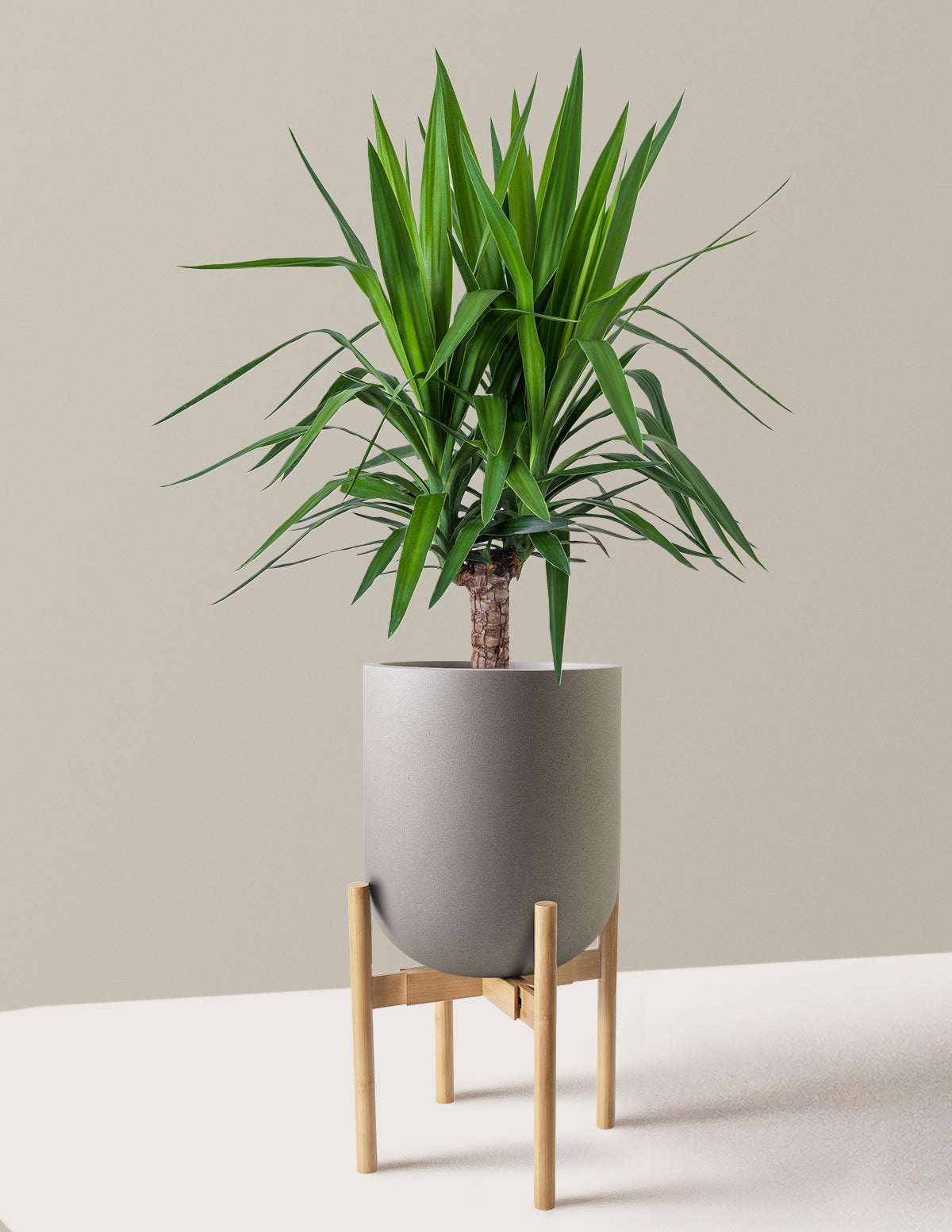 Yucca Bitkisi (Tek Gövdeli)