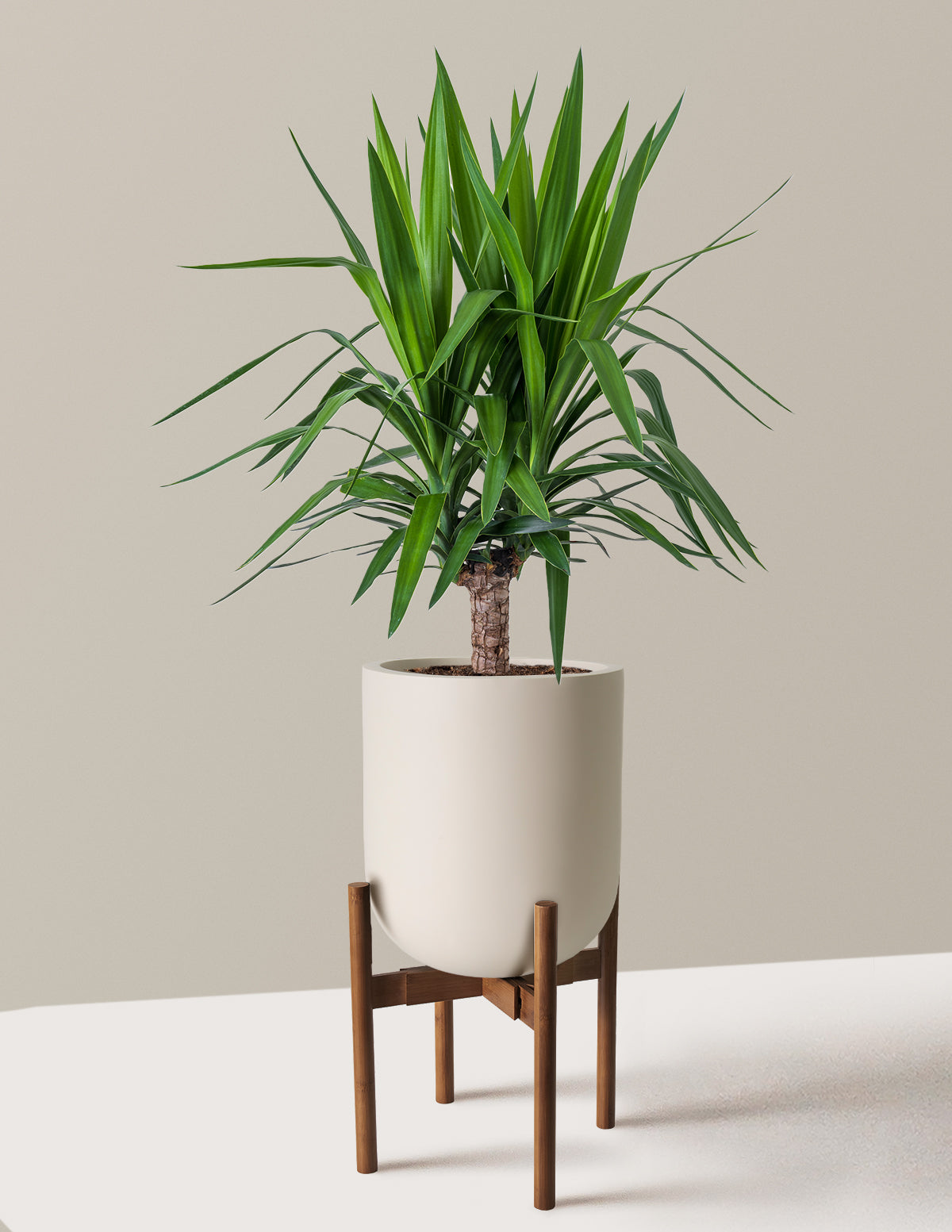 Yucca Bitkisi (Tek Gövdeli)