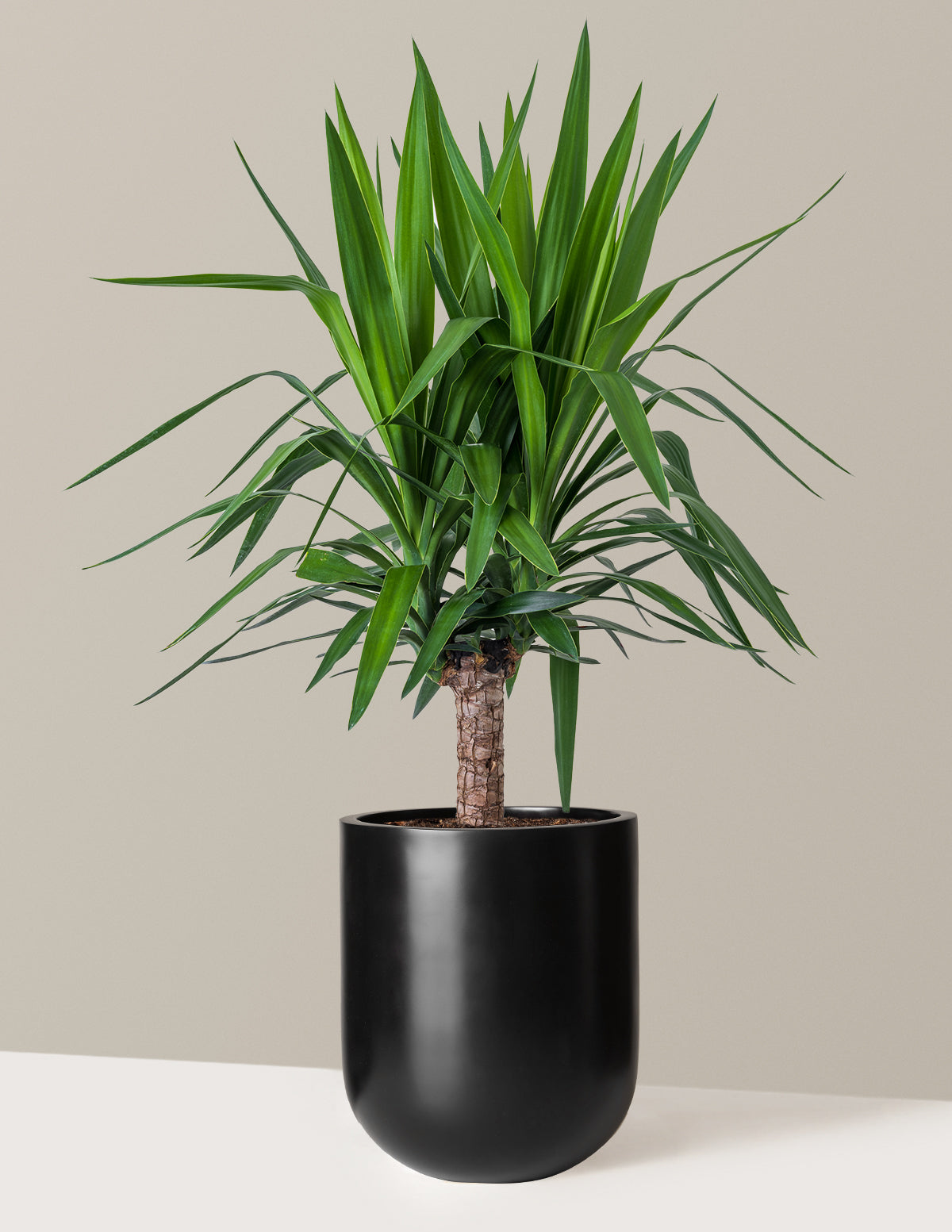 Yucca Bitkisi (Tek Gövdeli)