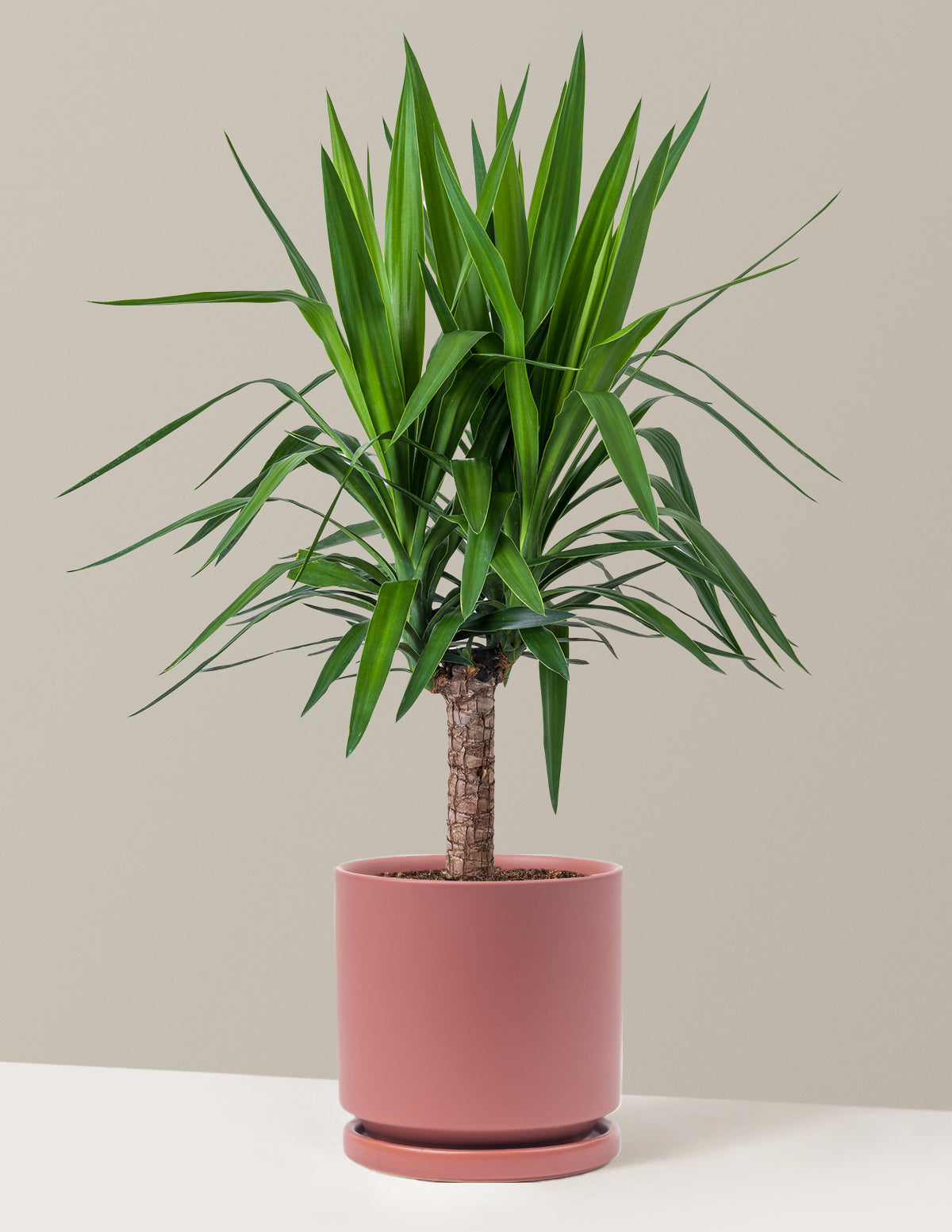 Yucca Bitkisi (Tek Gövdeli)