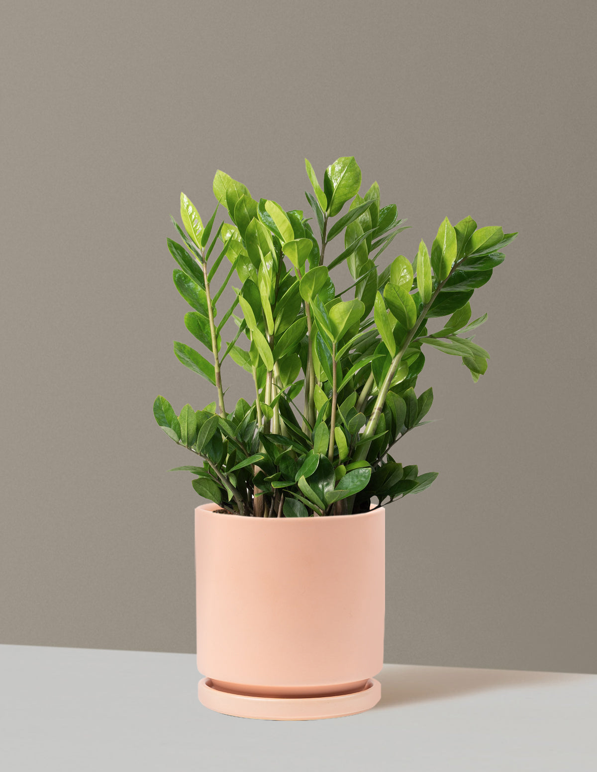 ZZ Bitkisi (Zamioculcas zamiifolia)