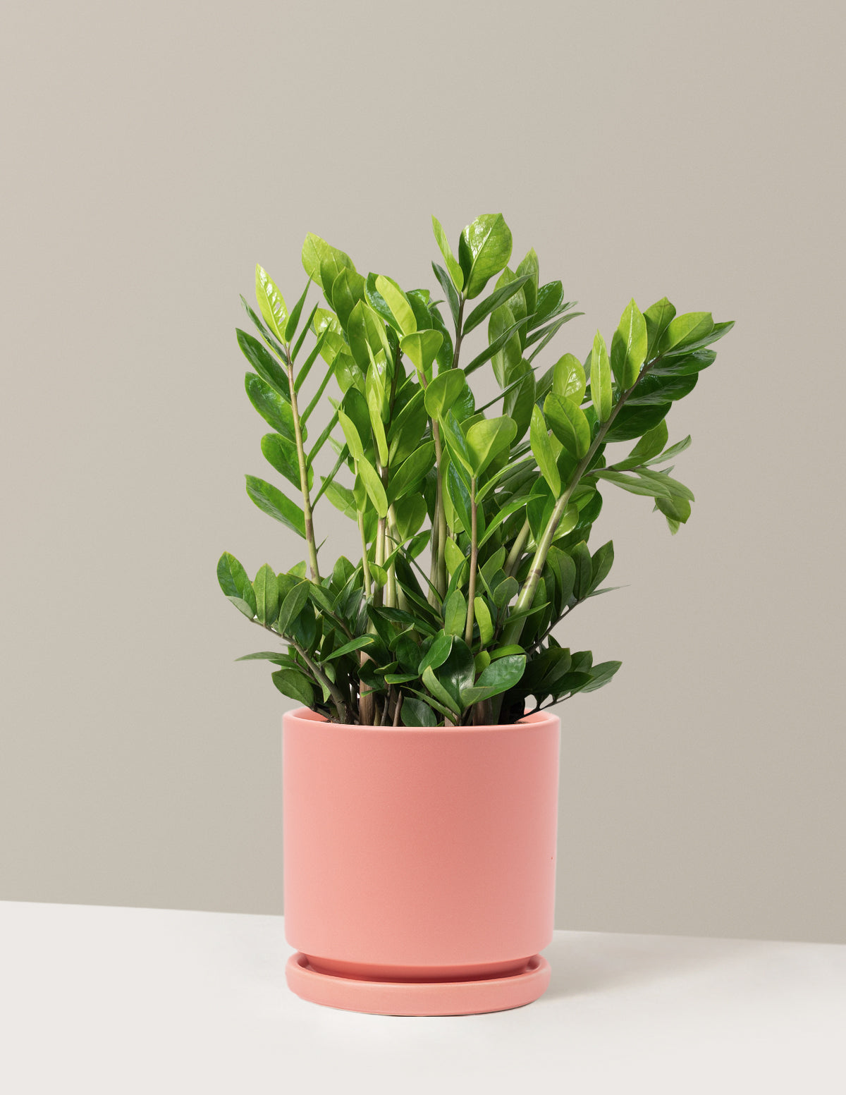 ZZ Bitkisi (Zamioculcas zamiifolia)