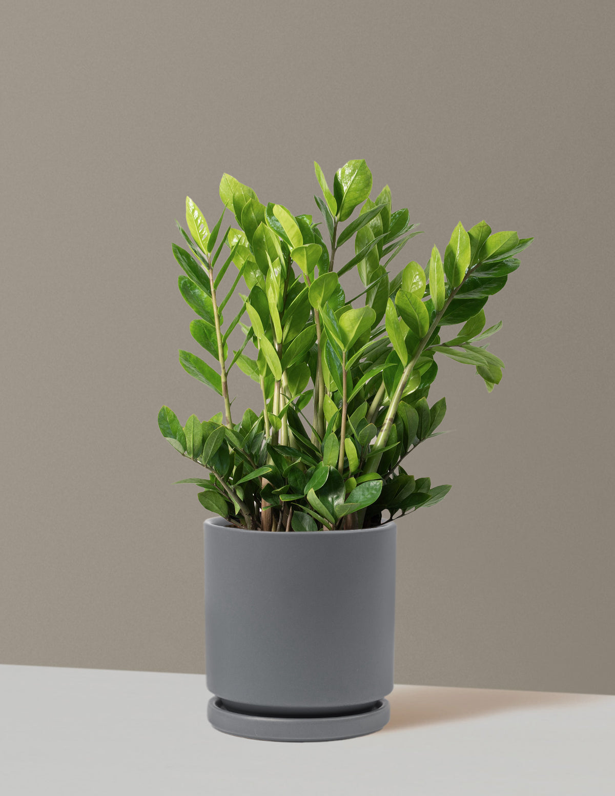 ZZ Bitkisi (Zamioculcas zamiifolia)