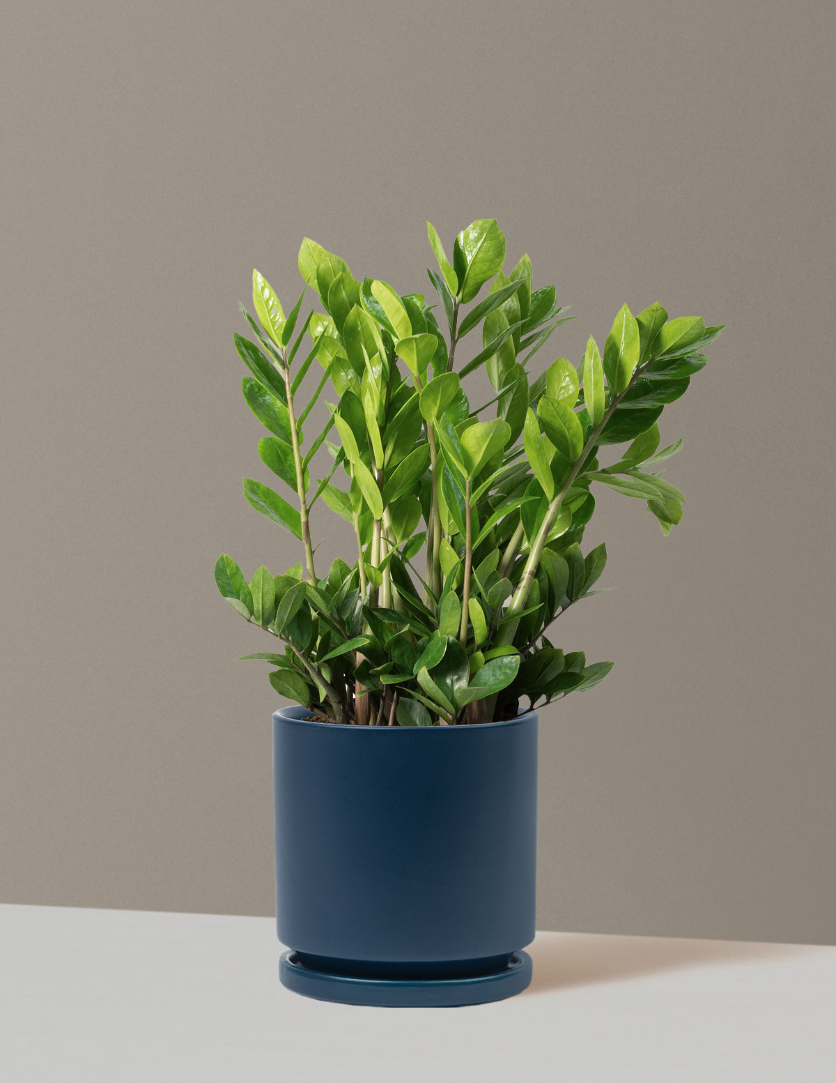 ZZ Bitkisi (Zamioculcas zamiifolia)