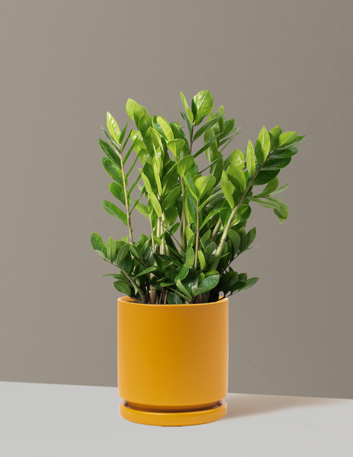 ZZ Bitkisi (Zamioculcas zamiifolia)