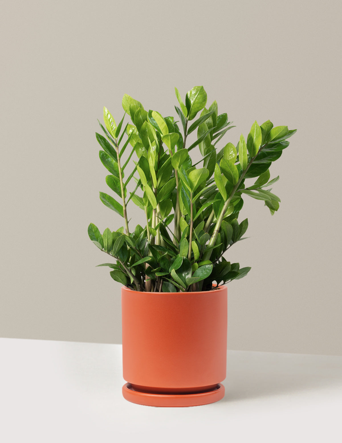 ZZ Bitkisi (Zamioculcas zamiifolia)