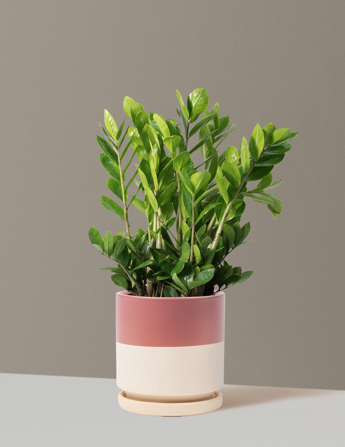 ZZ Bitkisi (Zamioculcas zamiifolia)