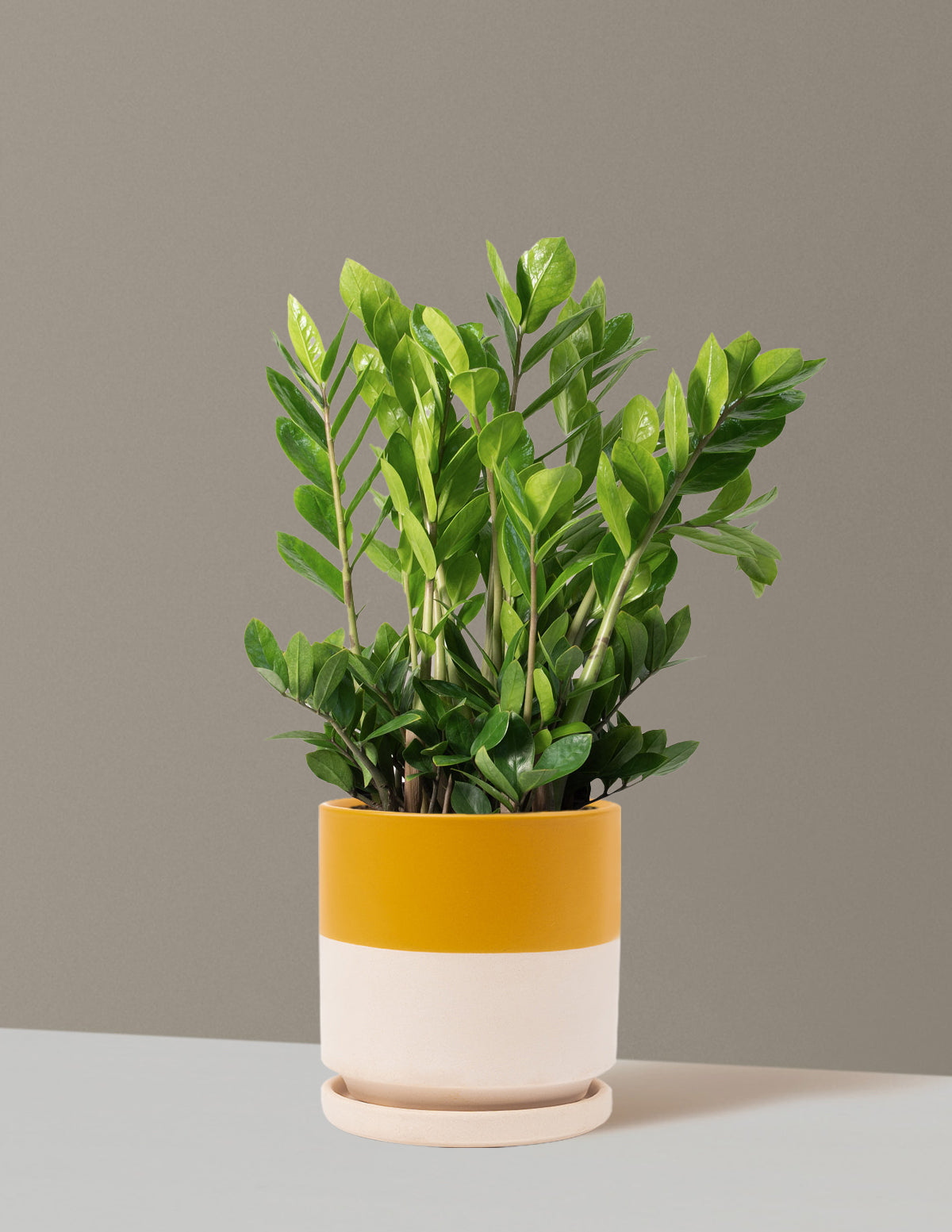 ZZ Bitkisi (Zamioculcas zamiifolia)