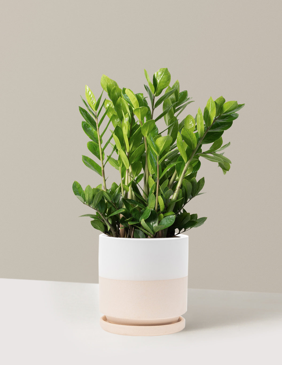 ZZ Bitkisi (Zamioculcas zamiifolia)