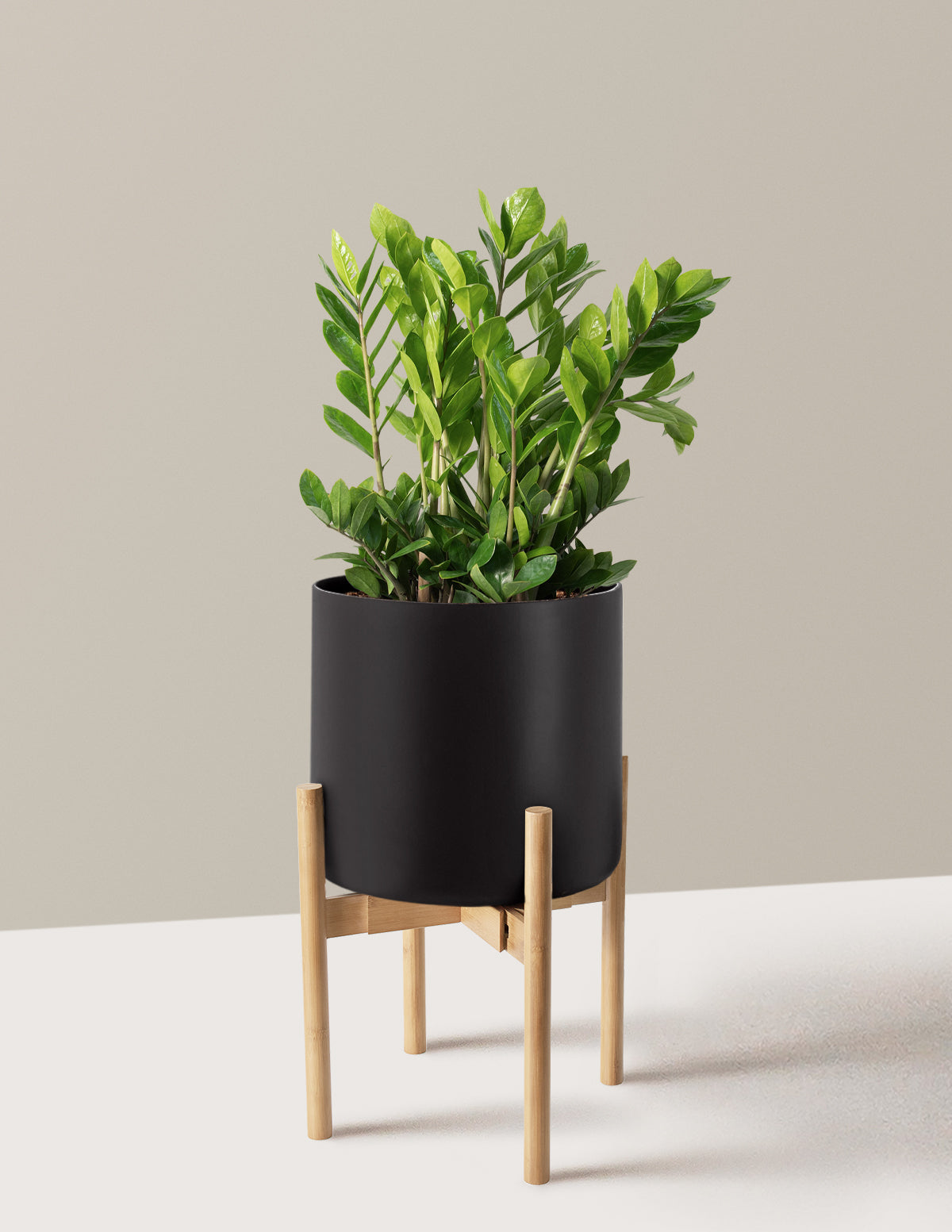 ZZ Bitkisi (Zamioculcas zamiifolia)