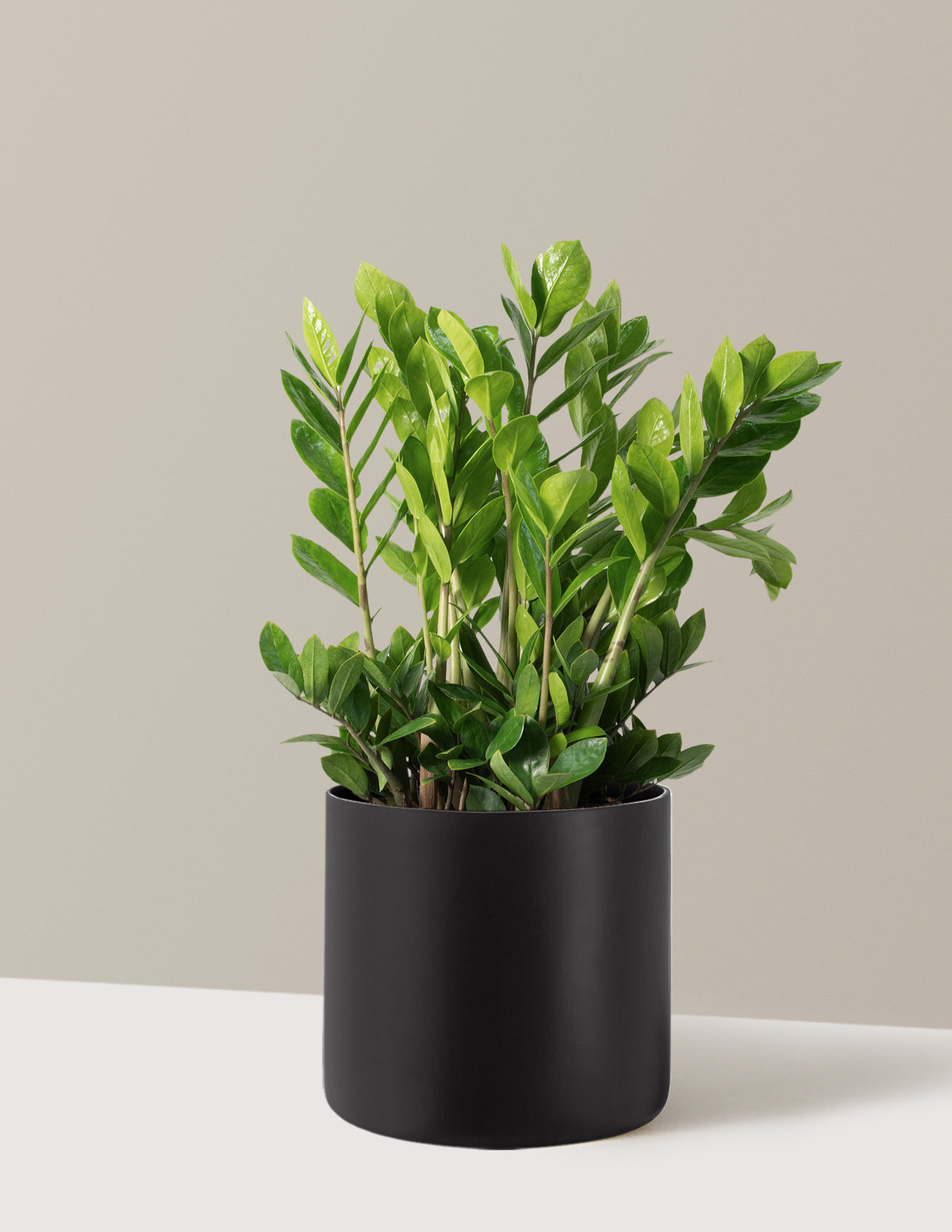 ZZ Bitkisi (Zamioculcas zamiifolia)