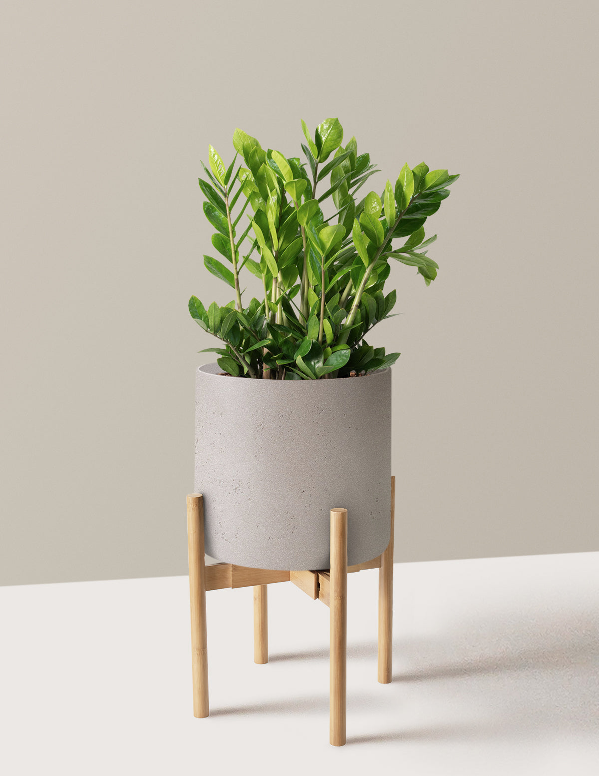 ZZ Bitkisi (Zamioculcas zamiifolia)